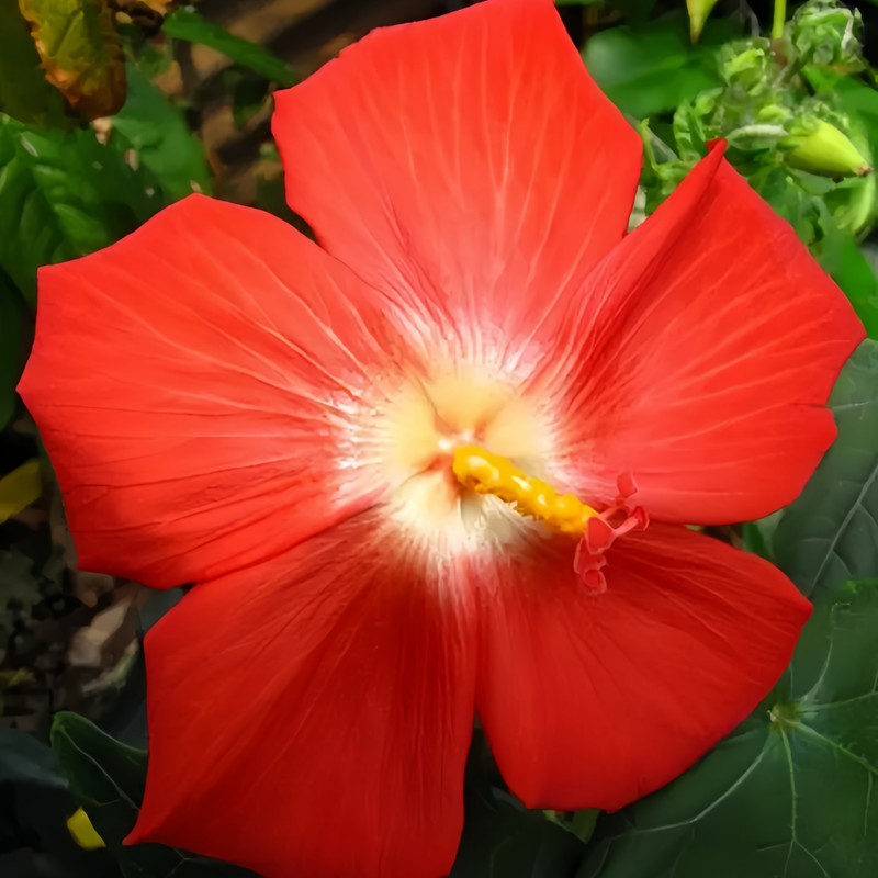 Abelmoschus Seeds - Red Larger Packet High Germination 500-2500 Onsaleseeds