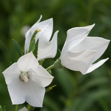 Balloon Flower Seeds - White