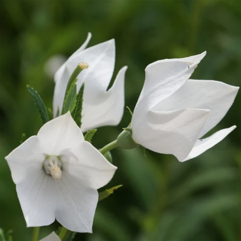 Platycodon Grandiflorus(Jacq.) A. DC. Seeds - White Larger Packet High Germination 2000-10000 Onsaleseeds