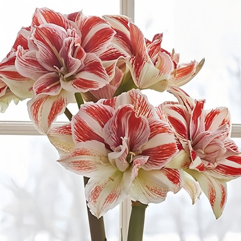 Amaryllis Bulbs - Bright Nymph