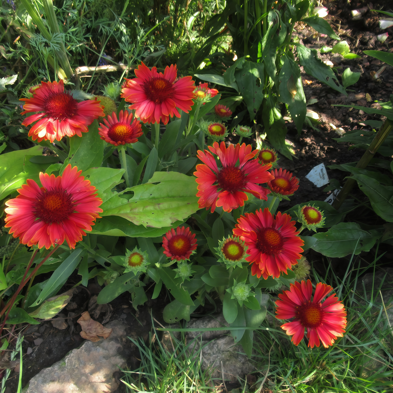 Blanket Flower Seeds - Arizona Red Gradient High Germination Onsaleseeds