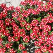 Red White Verbena Seeds