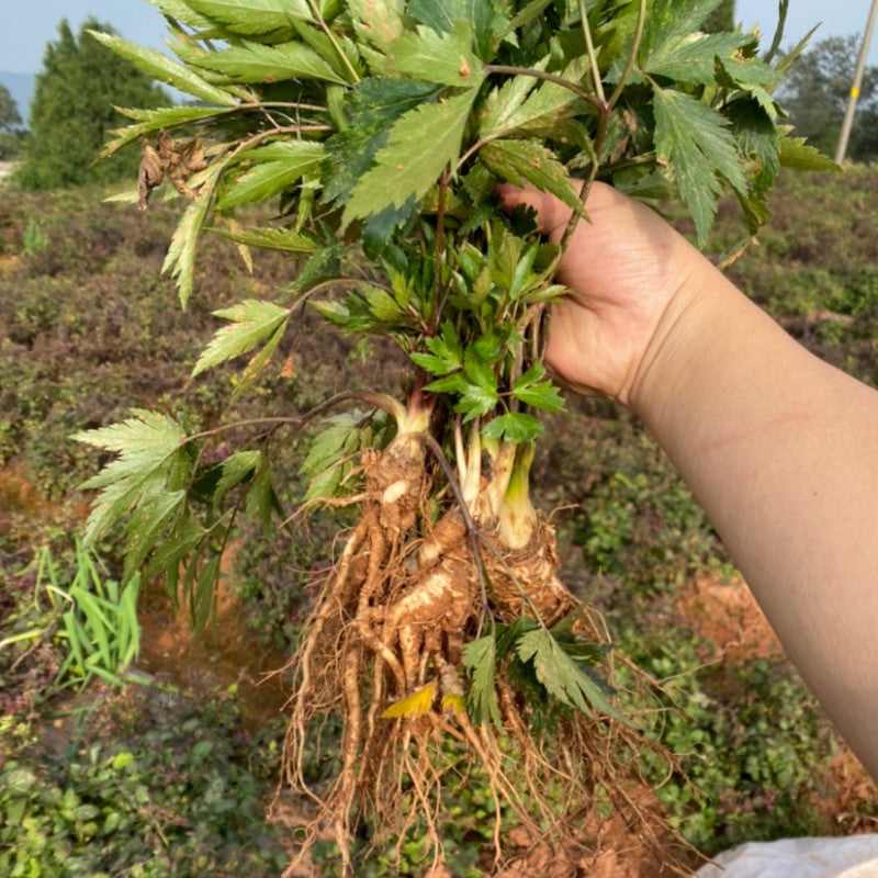 Angelica Sinensis Radix Seeds - Larger Packet High Germination 1000-5000 Onsaleseeds