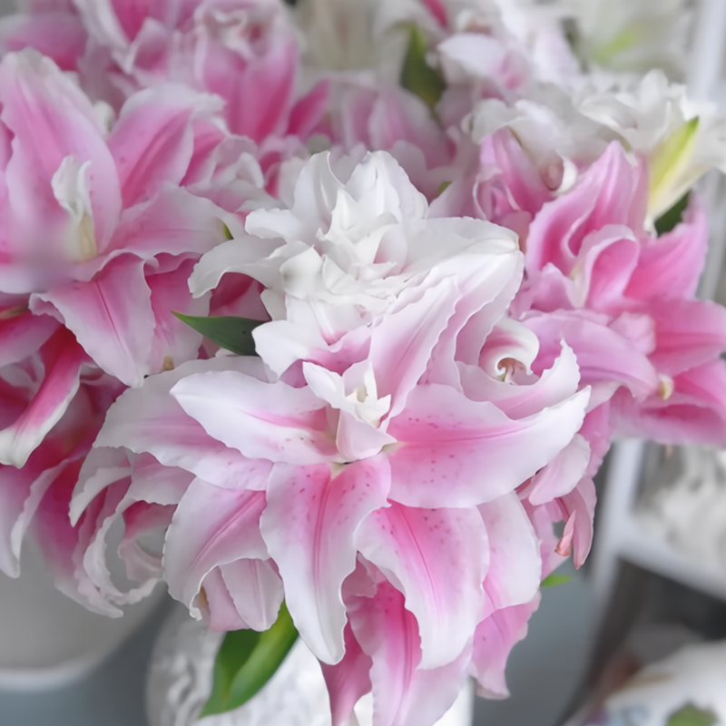 Lily Bulbs - Isabella Double