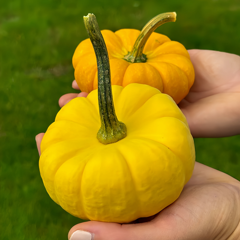 Cucurbita Moschata - Golden Orange High Germination  Onsaleseeds