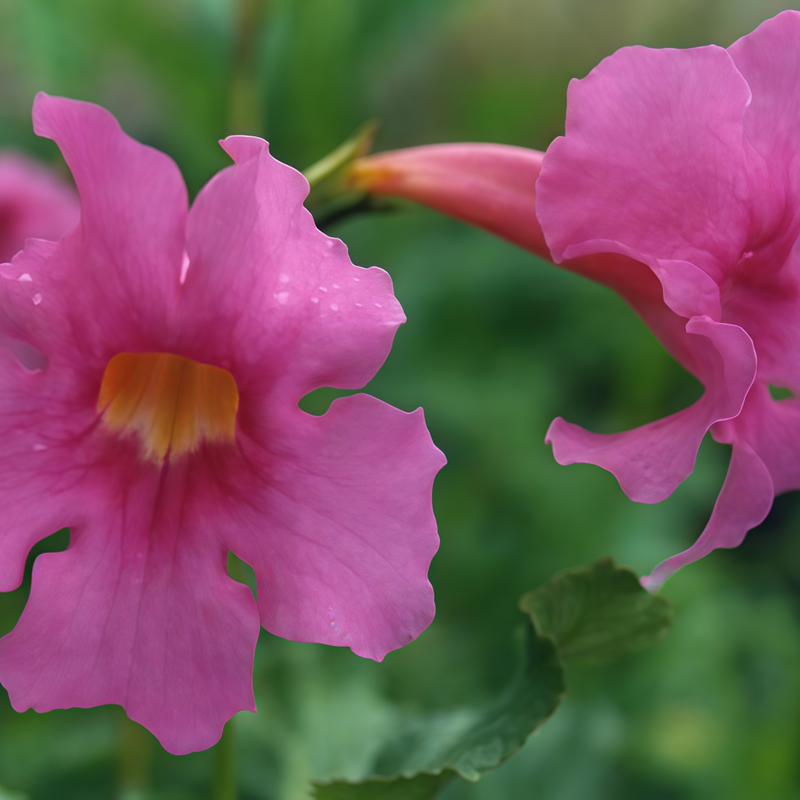 Incarvillea Delavayi Red Seeds up to 50%
