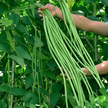 Vigna Unguiculata Seeds