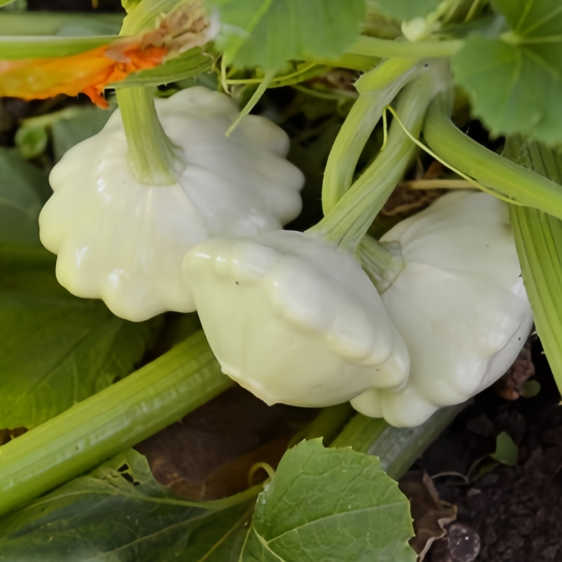 Cucurbita Moschata - Runner-Up White High Germination  Onsaleseeds