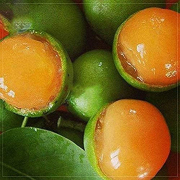 Lemon Sweet Spanish Lime  Professional Pack,  Green Skin Orange Inside Juicy Fruits