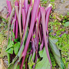 Red Stem Chinese Broccoli Seeds