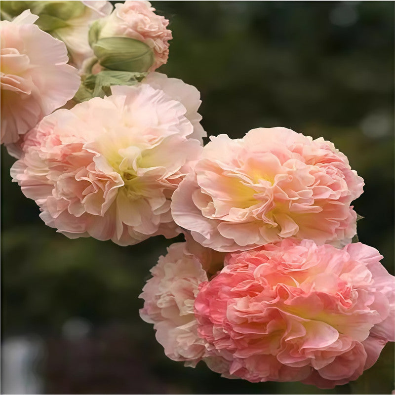 Hollyhock Seeds - Pink Larger Packet High Germination 1500-7500 Onsaleseeds