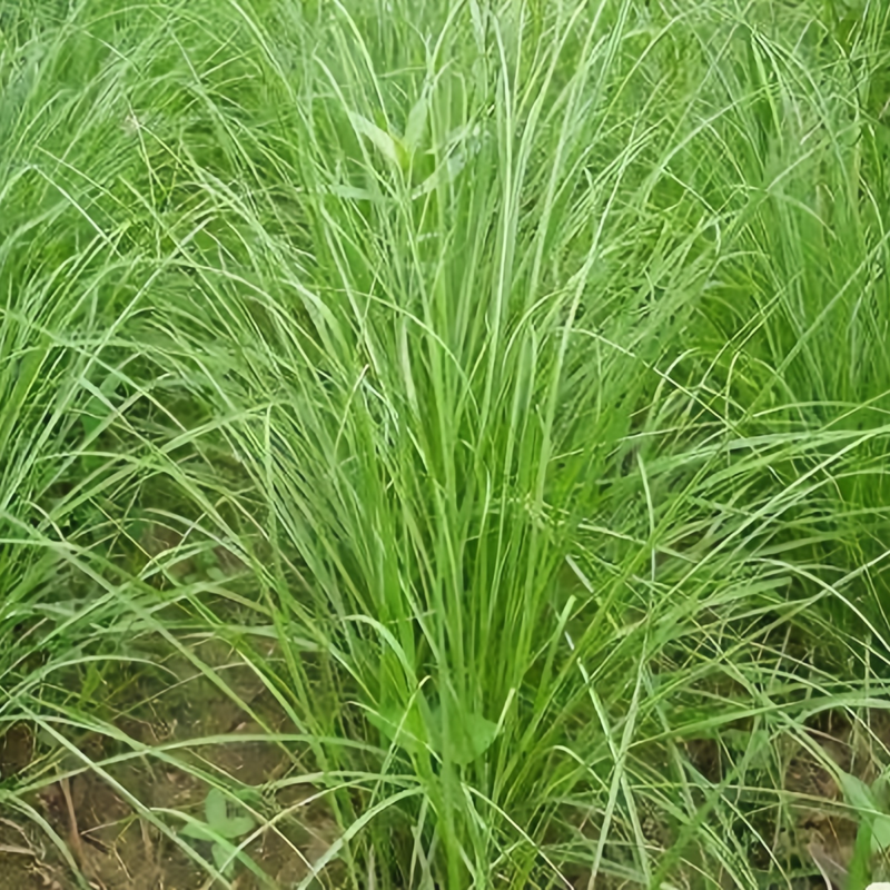 Bahia Grass Seeds - Larger Packet High Germination 1/4-1/2LB Onsaleseeds