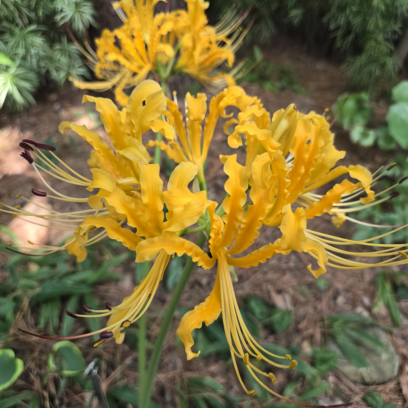 Red Spider Lily (Lycoris Radiata) Yellow Bulbs up to 50%