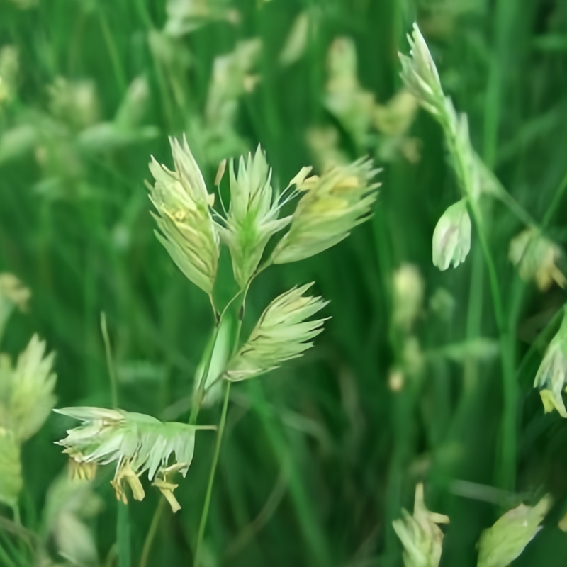 Bu Falograss Seeds - Larger Packet High Germination 1/4-1/2LB Onsaleseeds