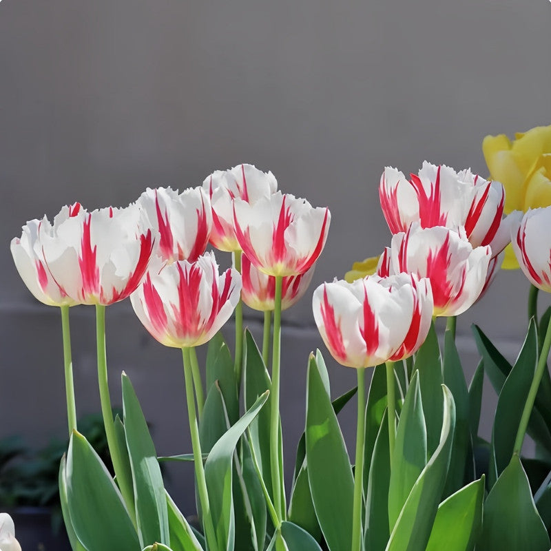 Tulip Bulbs - Happiness