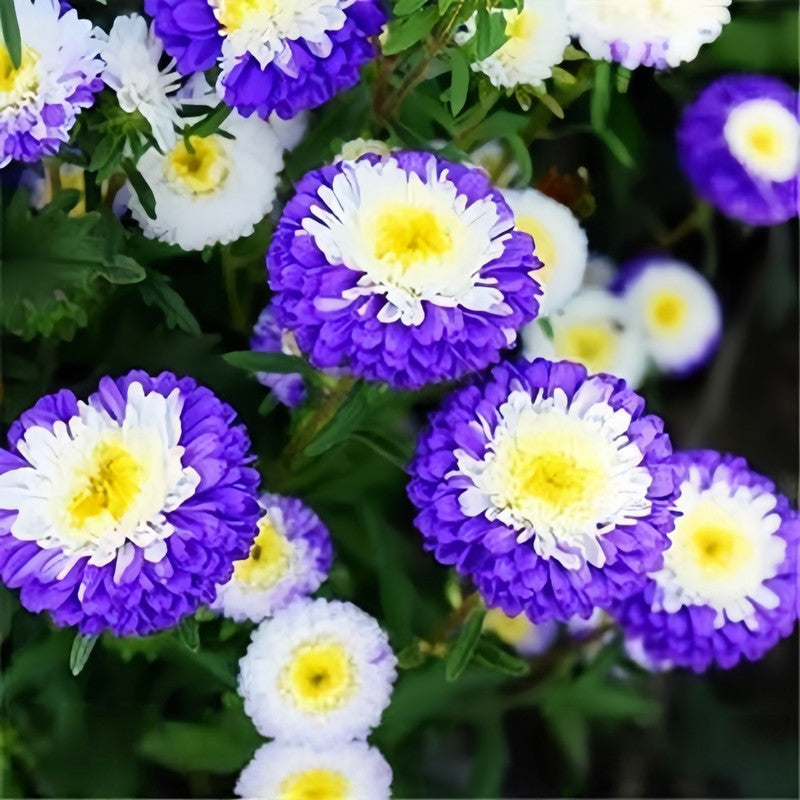 China Aster Seeds - Blue White