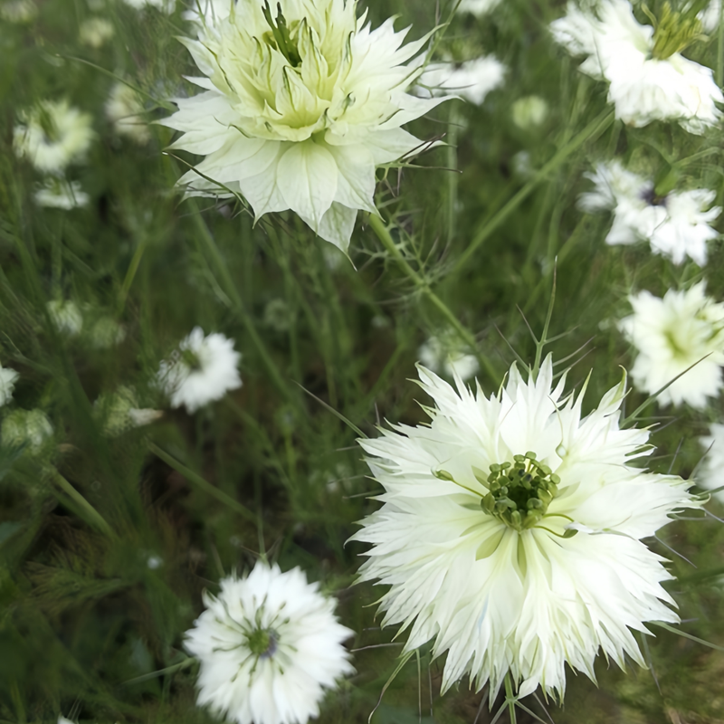 Love In A Mist Seeds - White Larger Packet High Germination 4000-20000 Onsaleseeds
