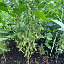 Tephrosia Candida Seeds