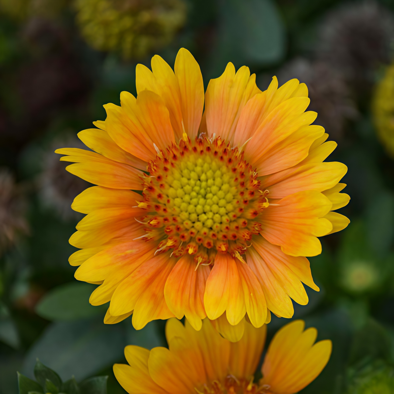 Blanket Flower Seeds - Arizona Apricot Yellow High Germination Onsaleseeds