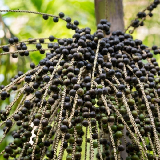 Acai Palm Seeds