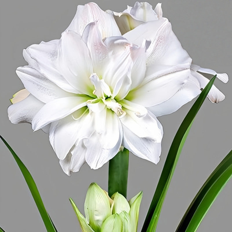 Amaryllis Bulbs - White Fairy