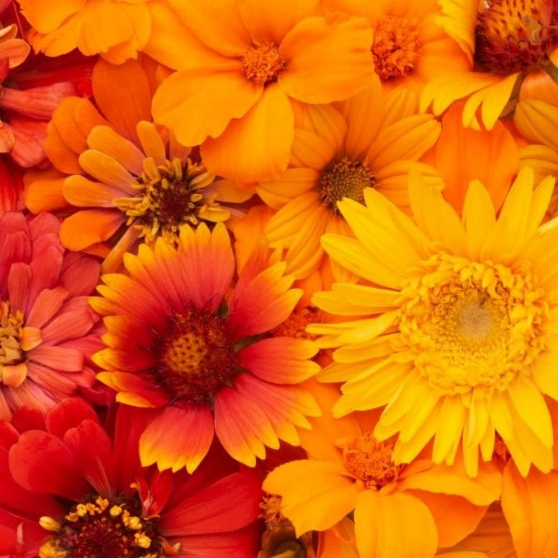 Marigold Seeds prime day up to 50%