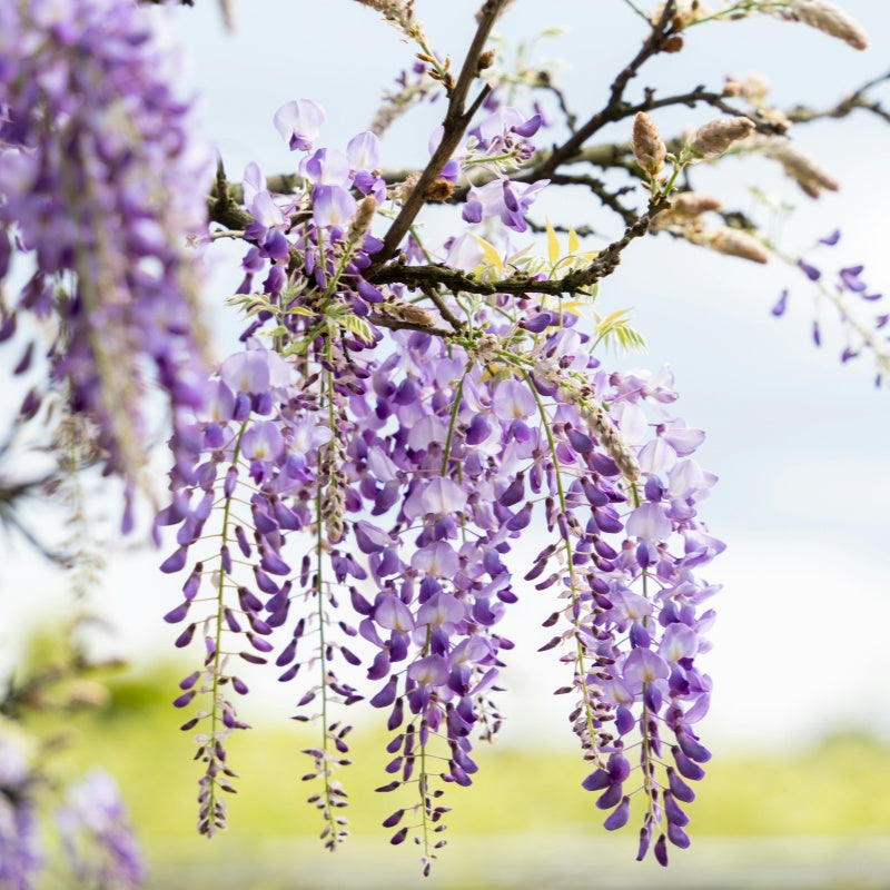 Wisteria Seeds up to 50%