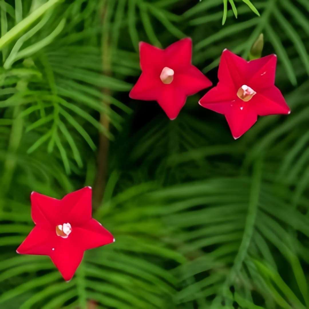 Ipomoea Quamoclit Seeds - Red High Germination Onsaleseeds