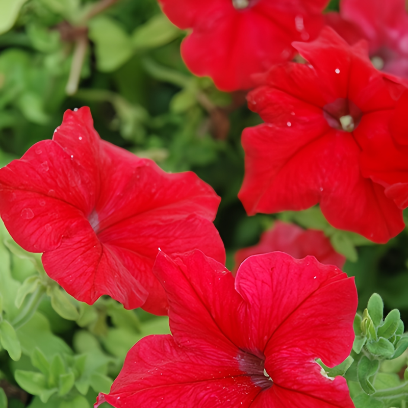 Petunia Hybrida Seeds - Red Larger Packet High Germination 360-1800 Onsaleseeds