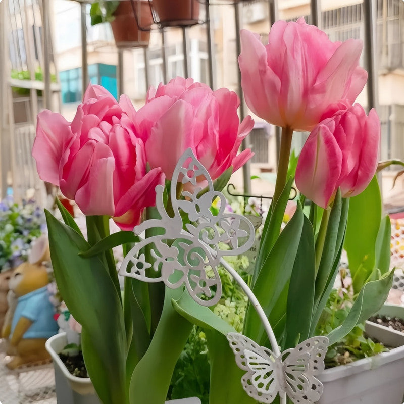 Tulip Bulbs - Fox Trot