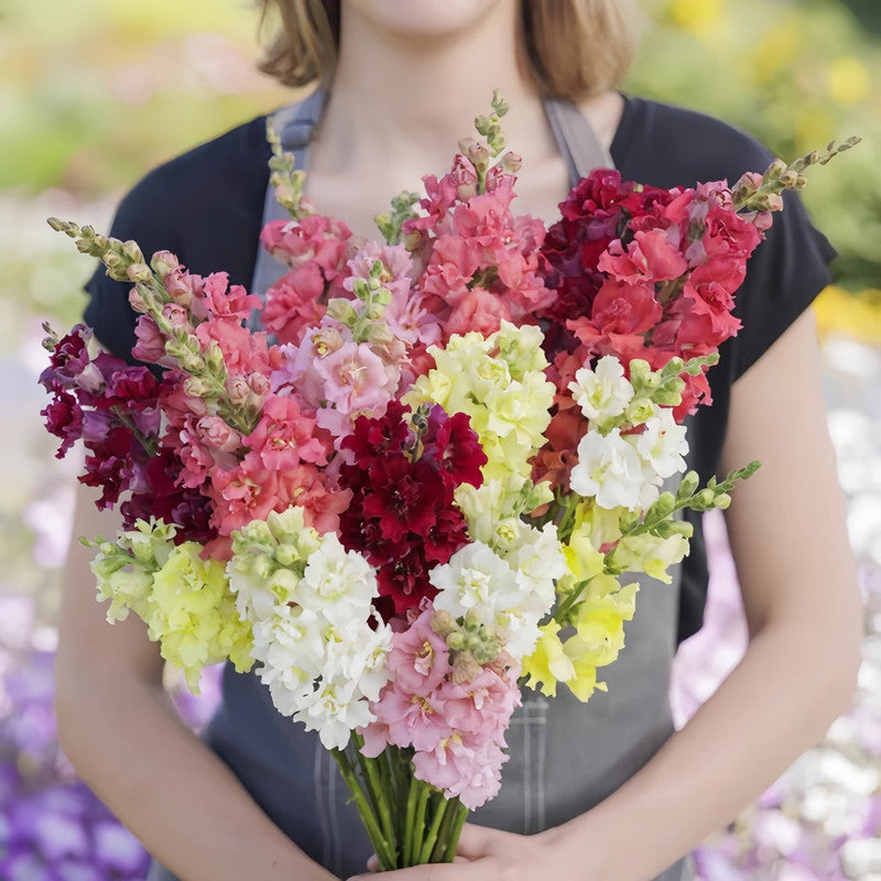 Antirrhinum Majus Mix Seeds up to 50%