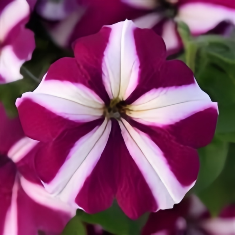 Petunia Hybrida Seeds - Purple And White Stripes Larger Packet High Germination 360-1800 Onsaleseeds
