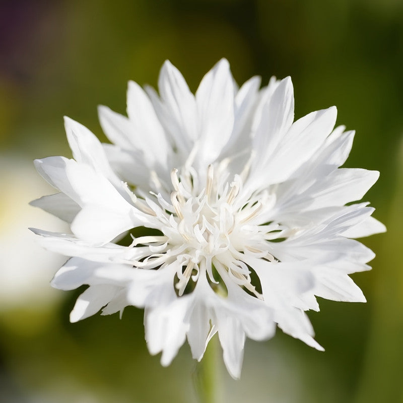 Cornflower / Bachelor Button Seeds - White Larger Packet High Germination 1000-5000 Onsaleseeds