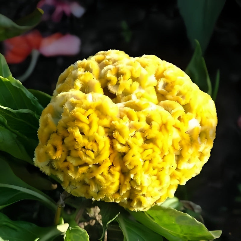 Celosia Cristata Seeds - Yellow Larger Packet High Germination 1500-7500 Onsaleseeds