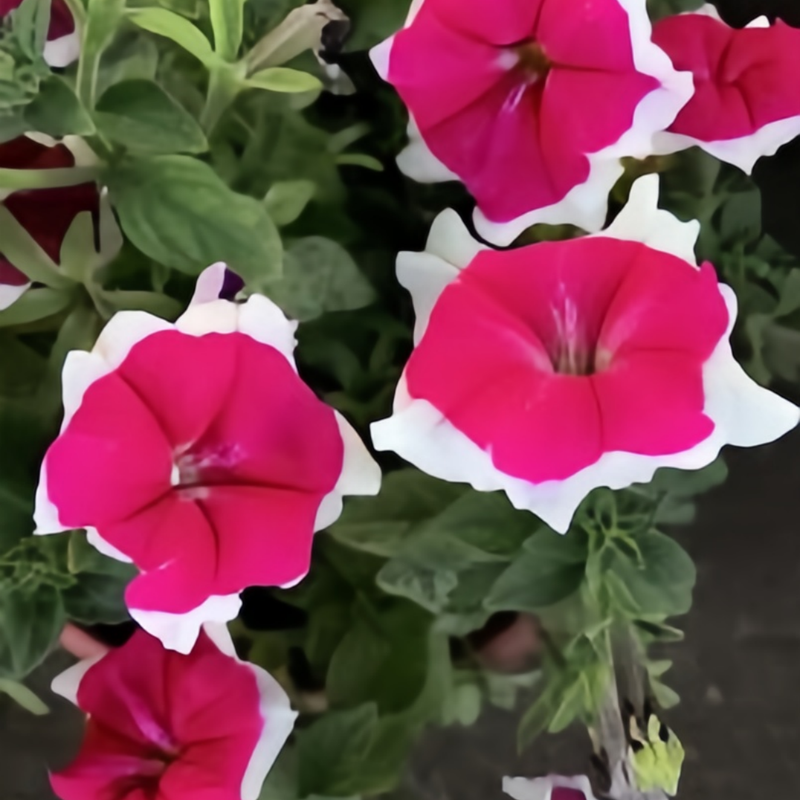 Petunia Hybrida Seeds - Mix Circled Larger Packet High Germination 4000-20000 Onsaleseeds