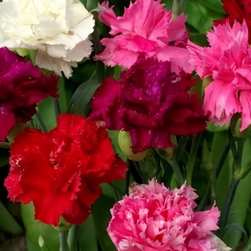 Dianthus Mix Double Petaled Seeds up to 50%