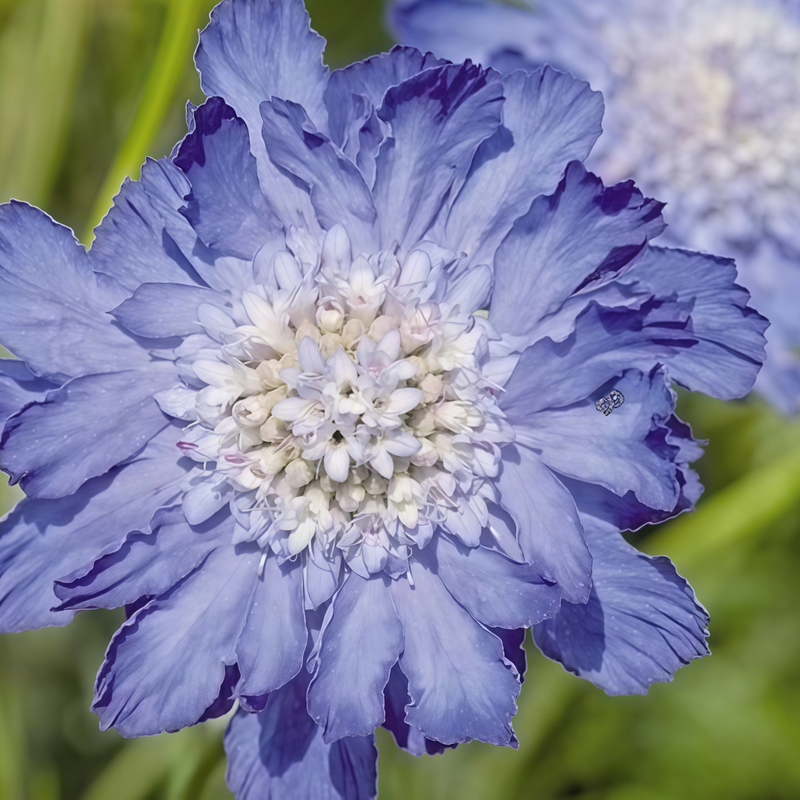 Scabiosa Seeds - Blue High Germination  Onsaleseeds