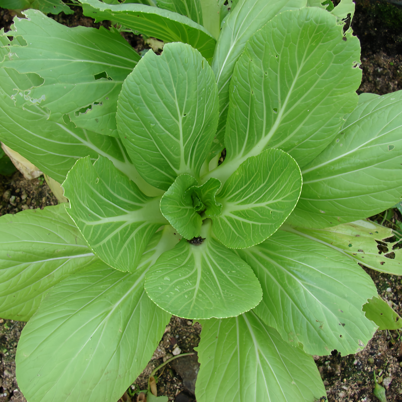 Brassica CampestrisL.Ssp.Chinensis Makino - Larger Packet High Germination 5000-25000 Onsaleseeds