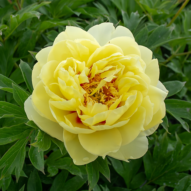 Peony Bartzella Bulbs up to 50%
