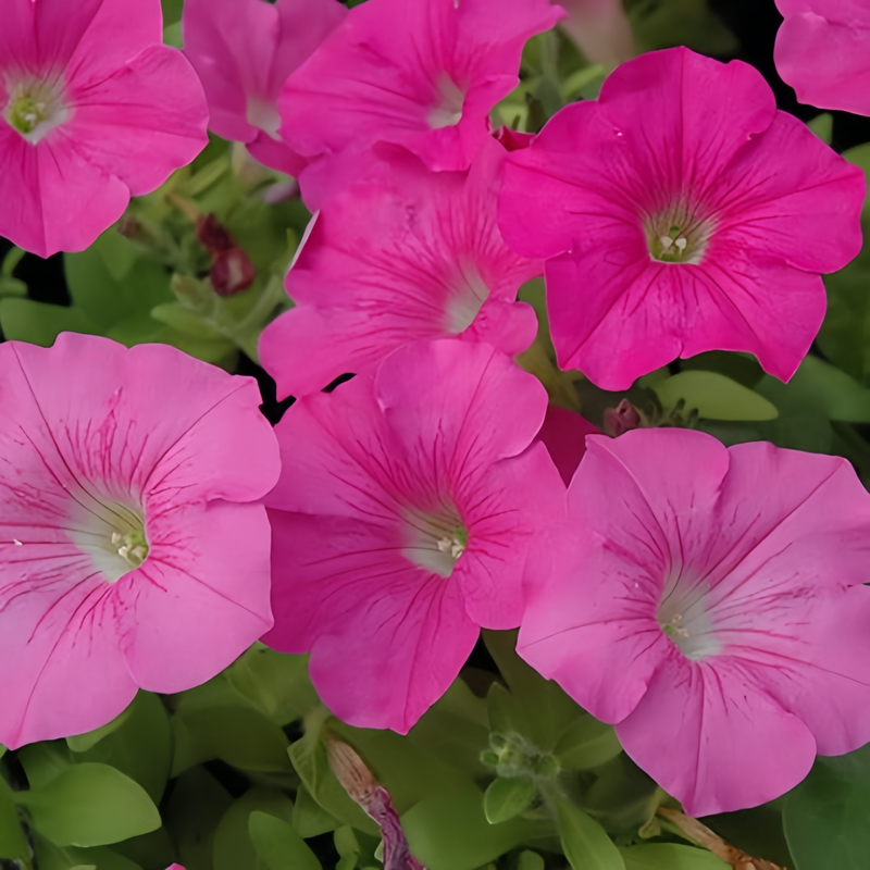 Pink Petunia Seeds