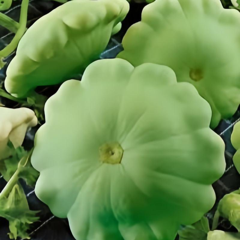Cucurbita Moschata - Trophy White Green Yellow High Germination  Onsaleseeds