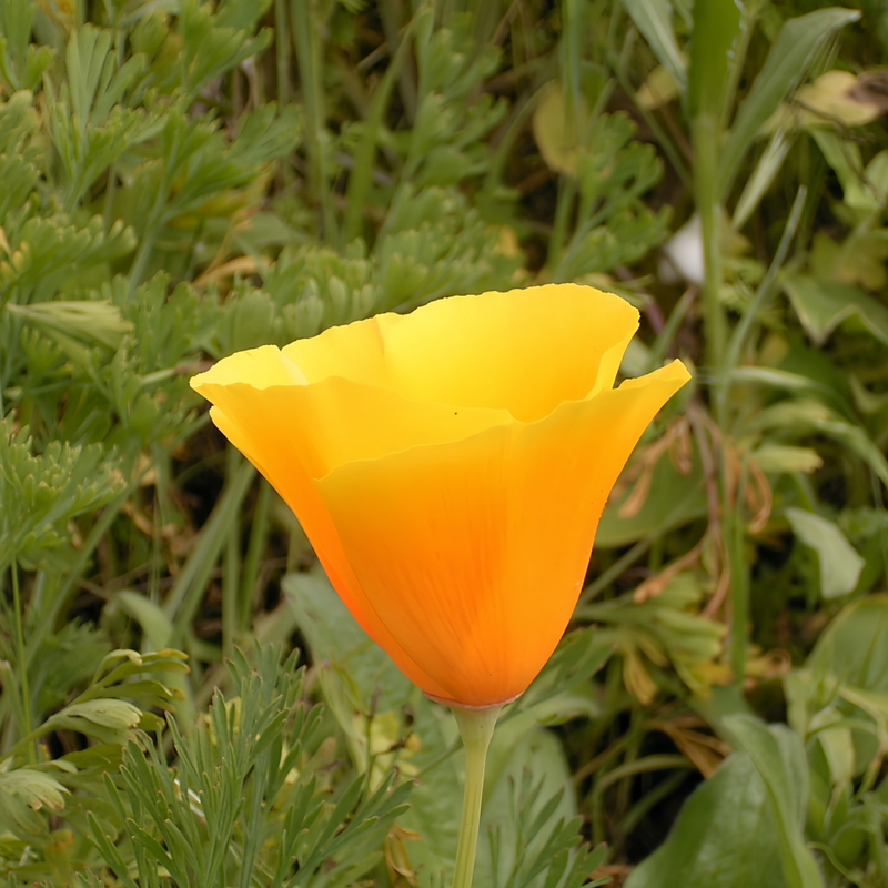 Eschscholzia Californica Orange Seeds up to 50%