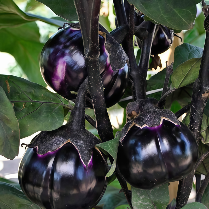 Solanum - Purple Flat Larger Packet High Germination 900-4500 Onsaleseeds