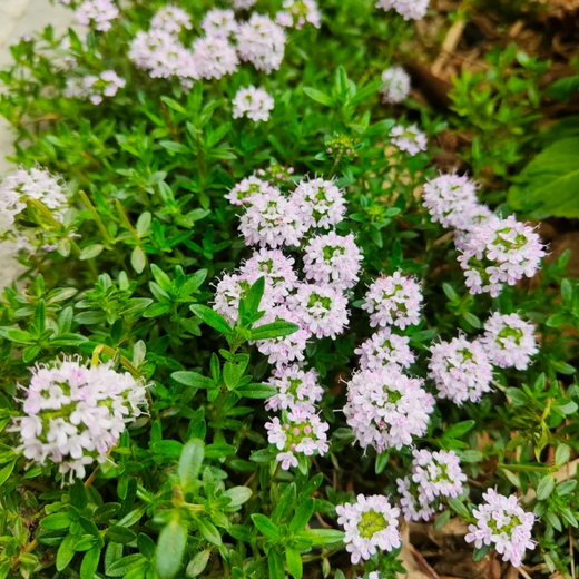 Creeping Thyme Seeds White Beautiful Ground Cover