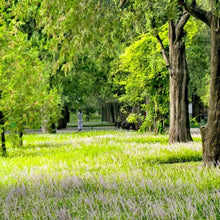 Danish Grass Seeds