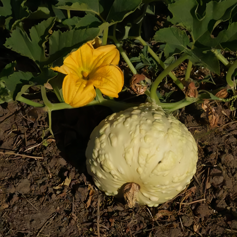 Cucurbita Moschata - Youth Beans Mix High Germination  Onsaleseeds