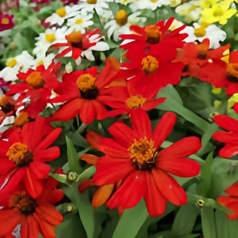 Zinnia Elegans Seeds - Red Single Petaled Larger Packet High Germination 800-4000 Onsaleseeds