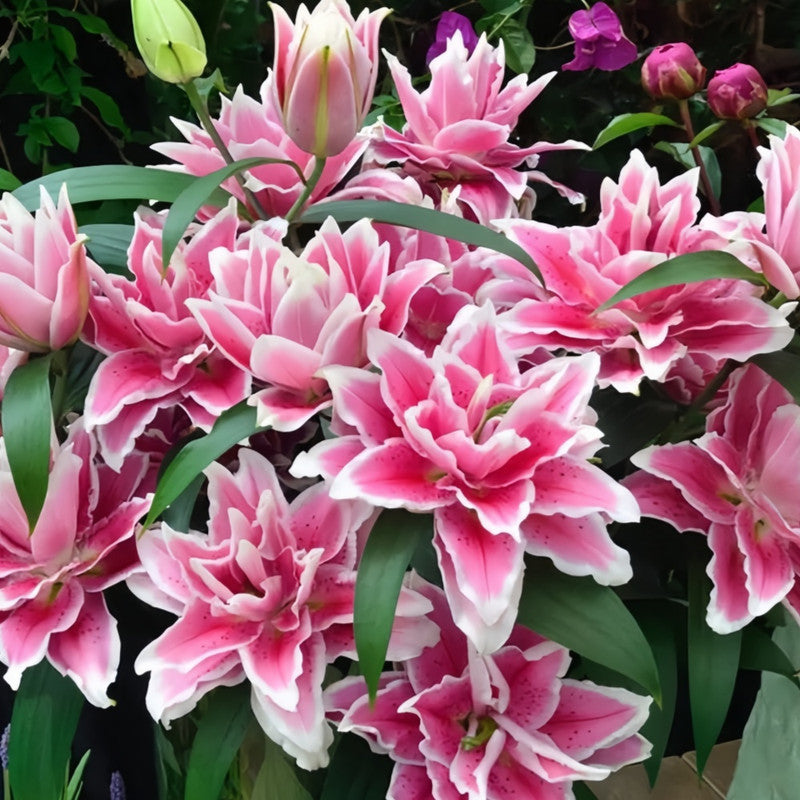 Lily Bulbs - Mars Love Double