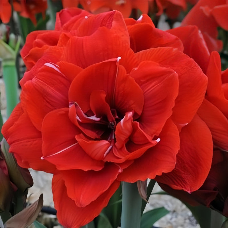 Amaryllis Bulbs - Cherry Nymph