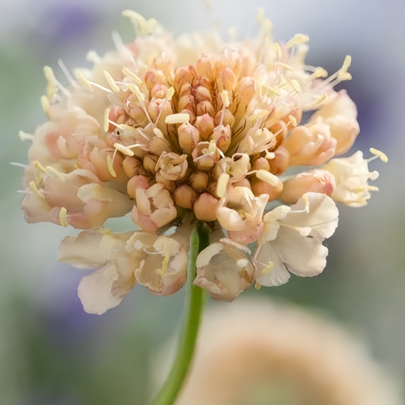 Scabiosa Atropurpurea Seeds - Yellow Larger Packet High Germination 800-5000 Onsaleseeds